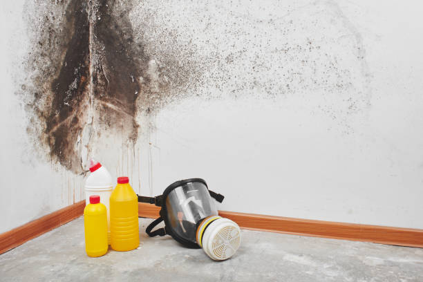 Best Mold Cleaning Services  in Moravian Falls, NC
