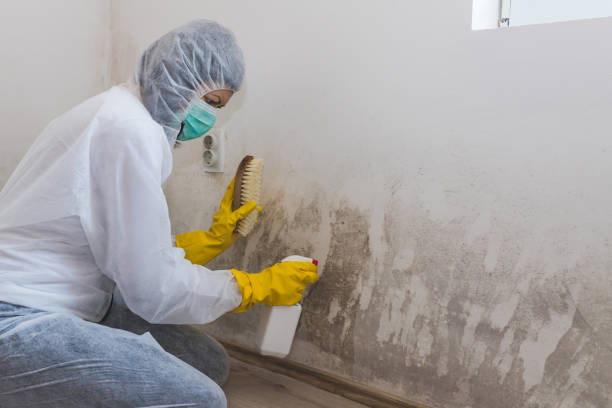 Best Attic Mold Removal  in Moravian Falls, NC