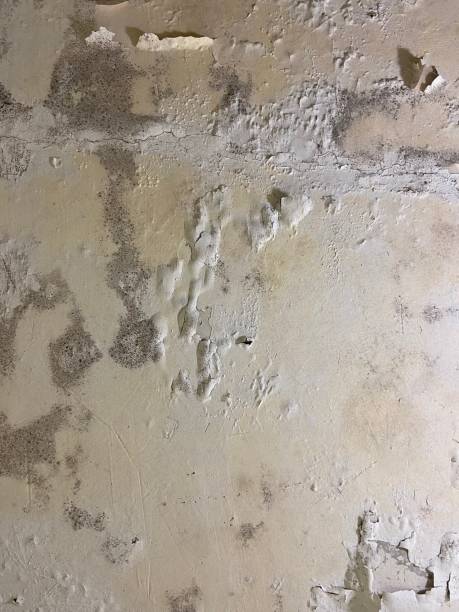Best Mold Removal Company Near Me  in Moravian Falls, NC