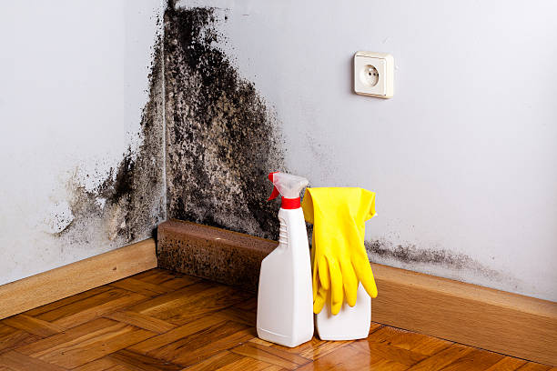 Best Mold Remediation  in Moravian Falls, NC