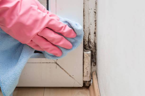 Best Office Mold Removal Services  in Moravian Falls, NC